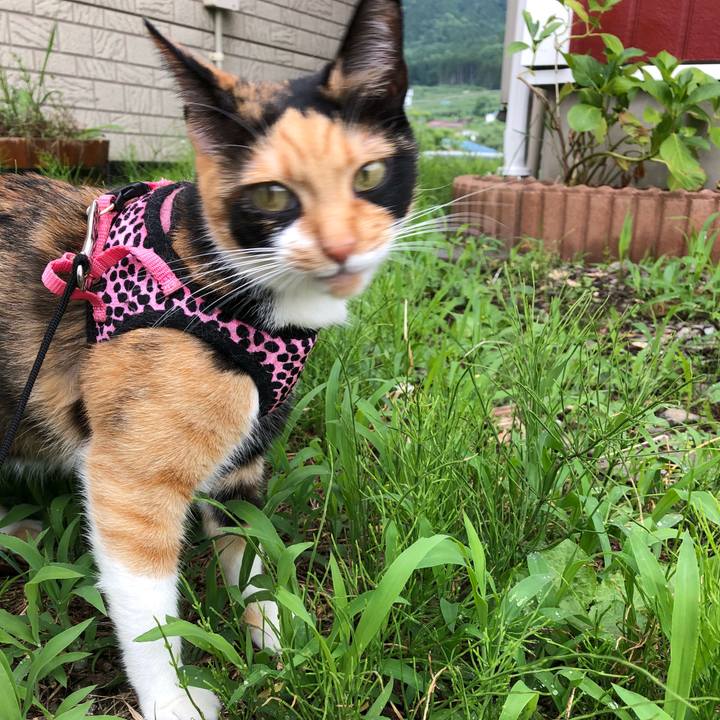 8546639e 450f 44c6 aa71 bbb4fad4b444 1530670849482