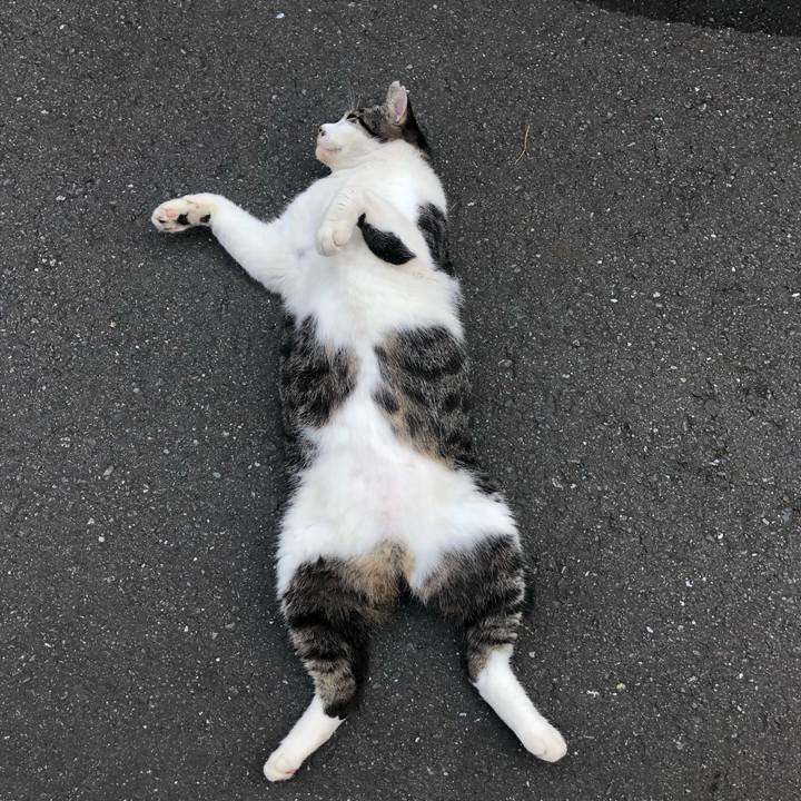 854752b1 f6d3 47cf a701 3304ac18c873 1532059024465