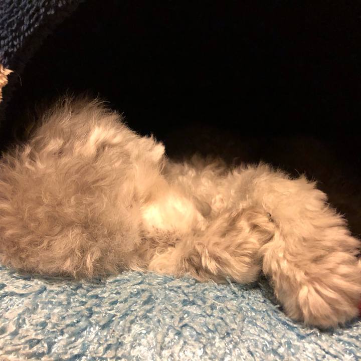 8549093c 1d2d 4b14 8516 032dfff83b29 1606652664025