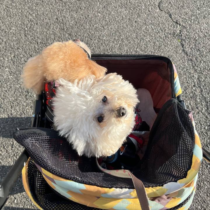 854c440a 4a9c 47ef abf7 8dbf6bacf1fd 1771142423318