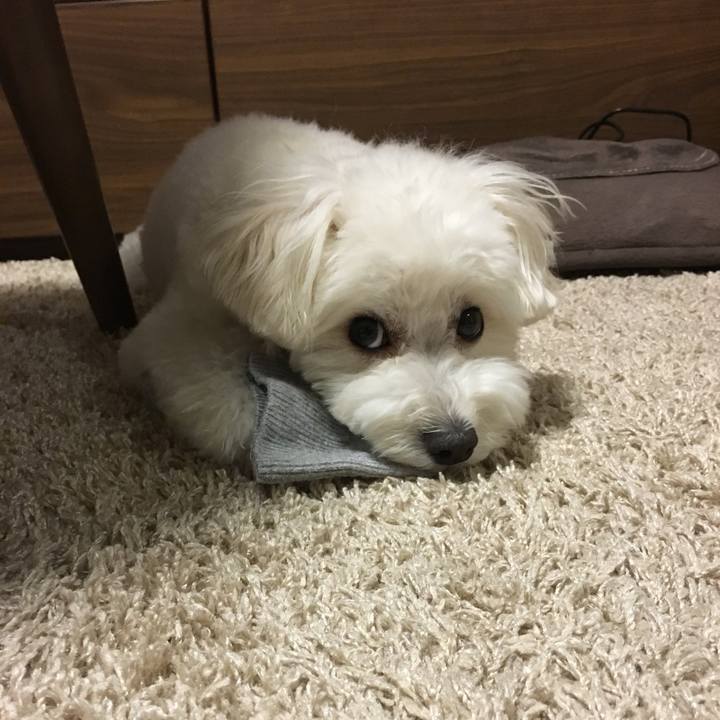 854c7915 d24e 4c95 bb5b 0b8edc6d7be4 1559310570521