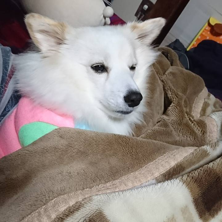 854fccb2 fb4f 47af ba4c a20d672c4ba7 1509225970189