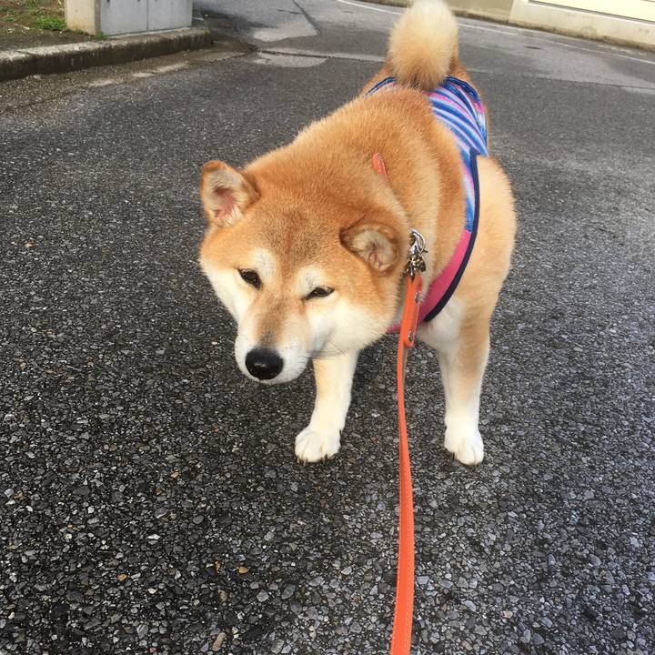 854fd829 a310 41d0 824d e2ab02ad9bab 1543800060488