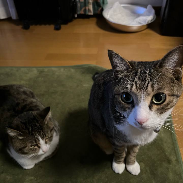 855231ba 2126 416a bdda 12c3b4b2d1a0 1733693515596