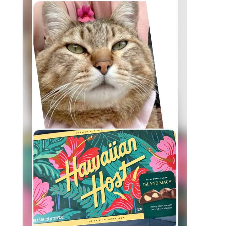 85533312 3c6c 4263 b75d f87238ed7984 1771031166940