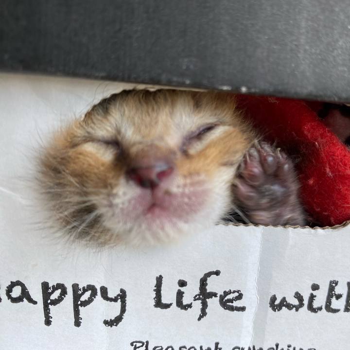 8556ff93 4884 447f 9698 6f98a794048e 1618109766077