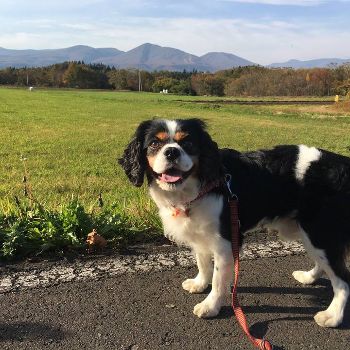 855818a6 d5b9 4d19 b2c9 b443cc8ef01e 1509860333223