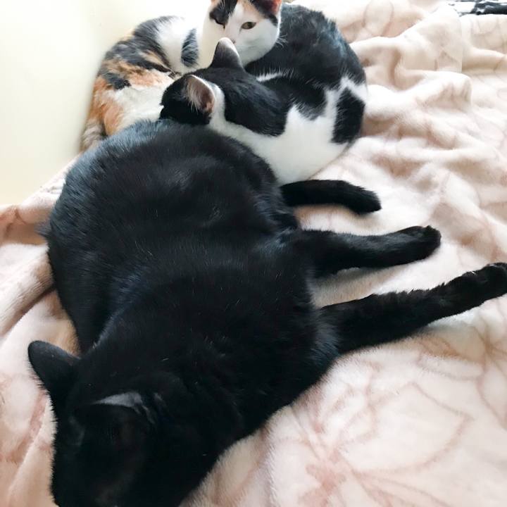 85583b06 8883 40dd b5f1 599e3d8e6d89 1513300371628