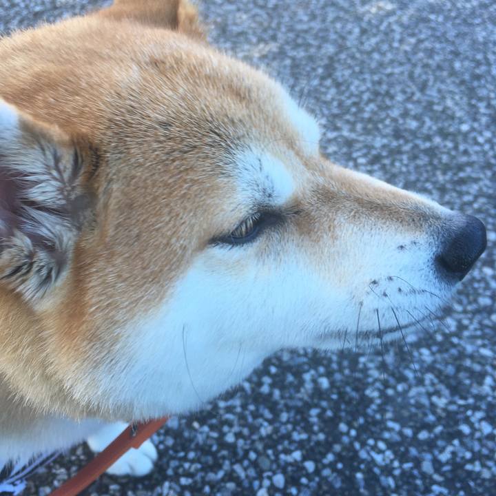 85593daa b4f6 44be a49f a5acbc612726 1545097474284