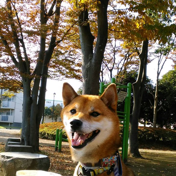 855c11ce 27cc 41f1 910e 386886210fe3 1509606858011