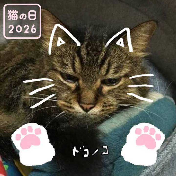 855c9c77 896b 453b aa3a 7ad452725cd7 1771718733722