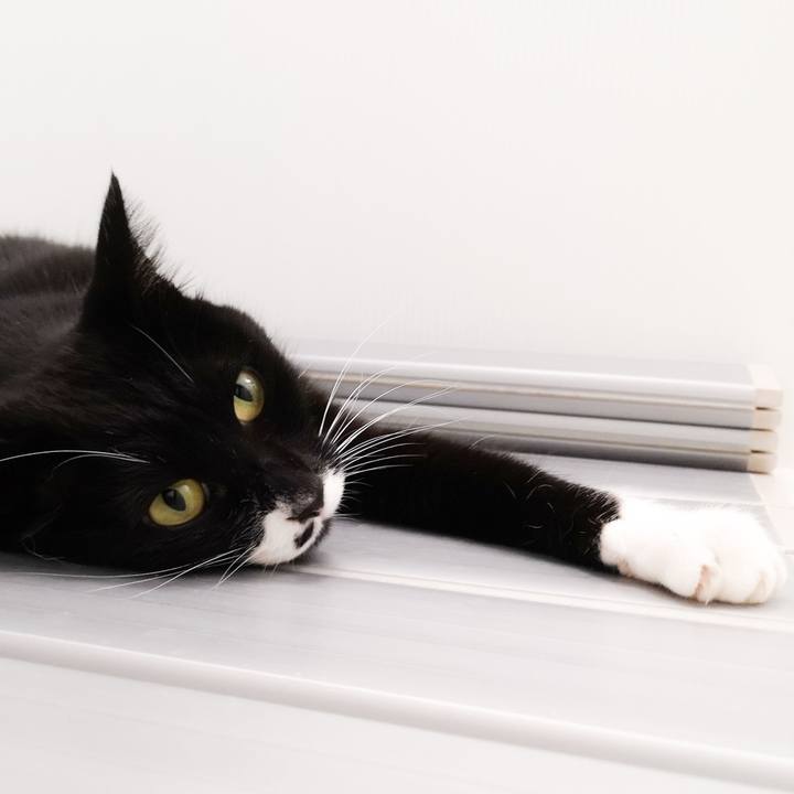 85647039 c8e0 40a5 85bd 03274d6d4bc5 1551479008012