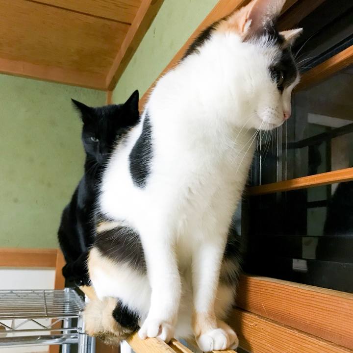 8565d4ad a97b 41bc 94dc c170c55cc65e 1518870922688