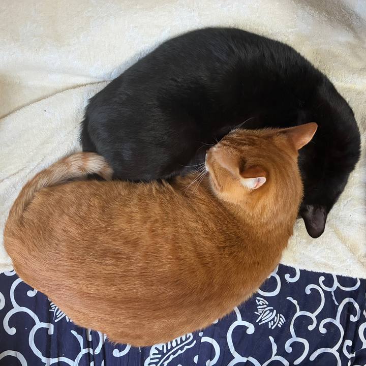 8568248f 0caa 4188 828d abd1a69cf95a 1766286526269