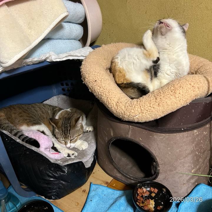 856c1d2f da54 4b6f b860 ac0726f2ff1c 1774477185582