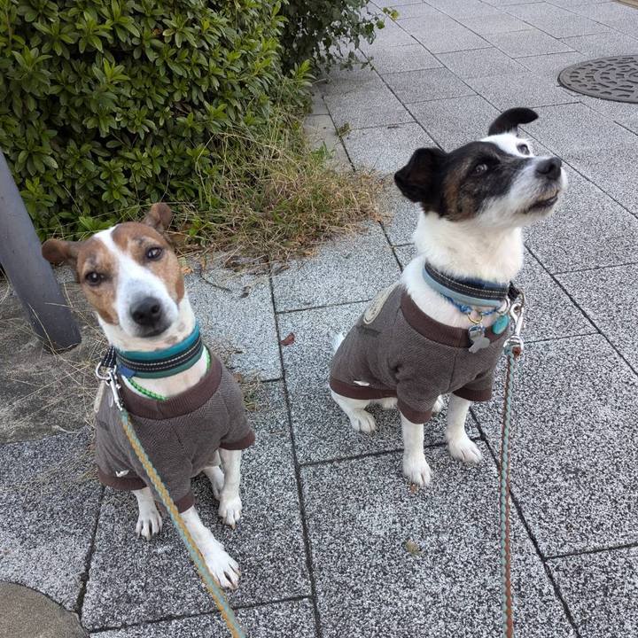 856da0c2 be68 4243 a82d 1ccf32aa82fd 1731450569846