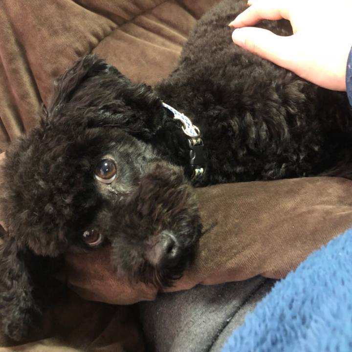 856ef2da ac09 408e 9a41 6eb3937d3983 1550657925095