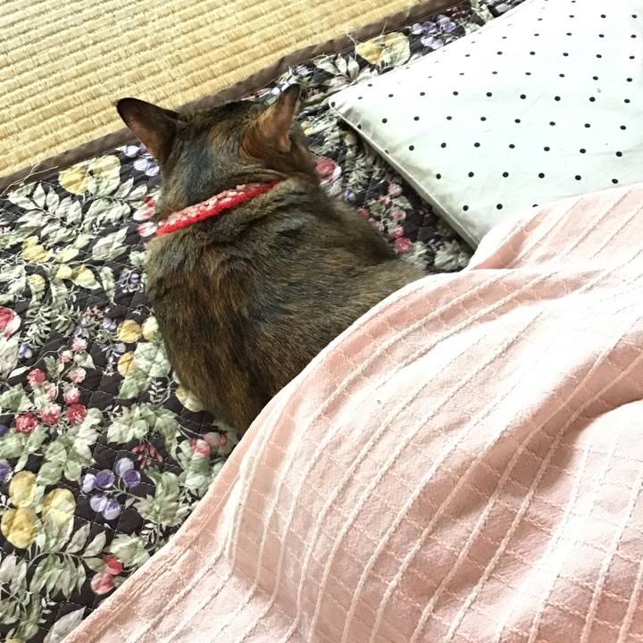 856fd358 0e8e 40fe bda3 09b9abd514e5 1681819418610