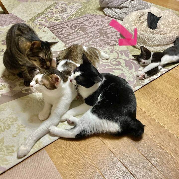 8574c999 d4f4 4722 889f 3a61a397cad6 1597735496793