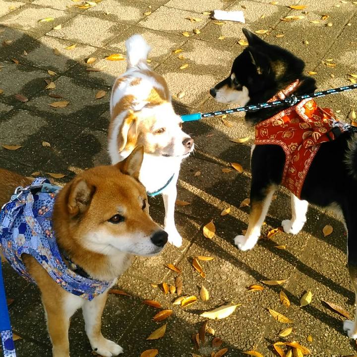 85753d56 3b2e 4b9d 919c 29045a591f68 1511484672290