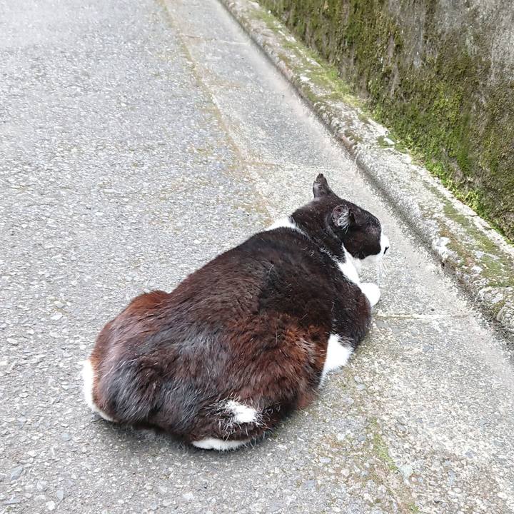 85775497 577e 4943 80bf eb5a114ab72d 1621076672081