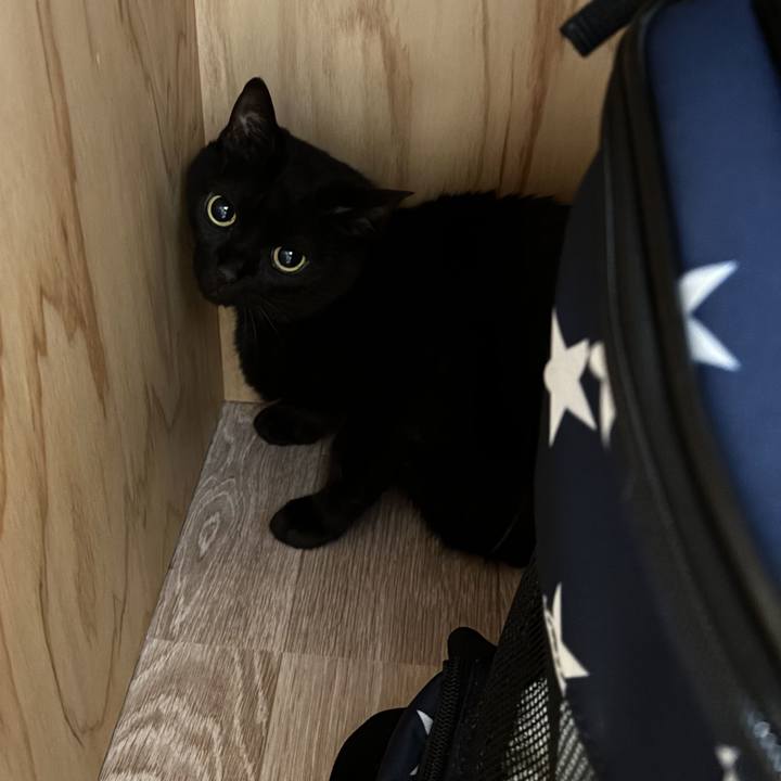 85801399 d009 4a70 aeca 83cd90a8f6d9 1749467757170