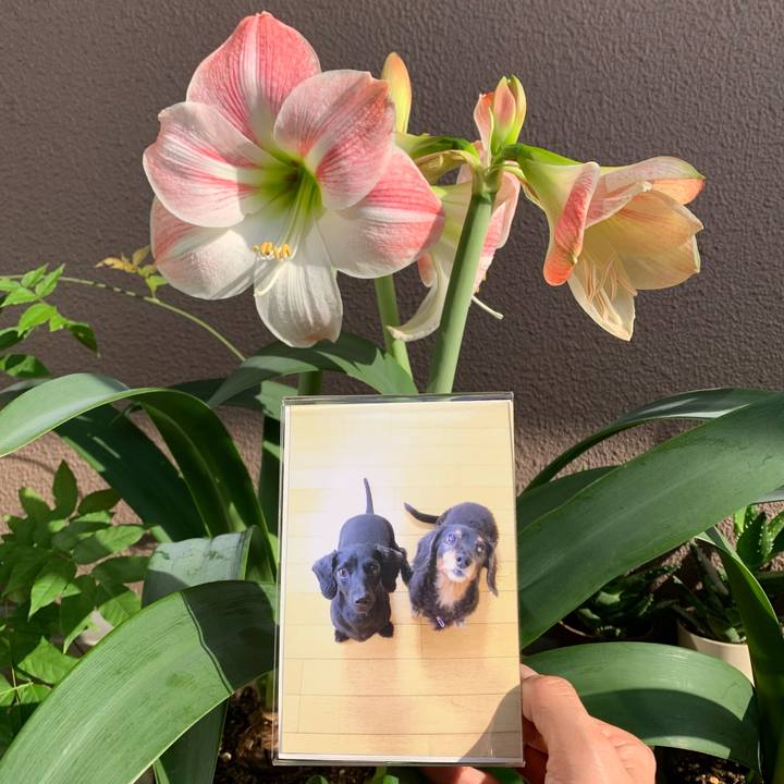 85808a79 1d1d 4d9e a7c7 fc472218901e 1684362305796