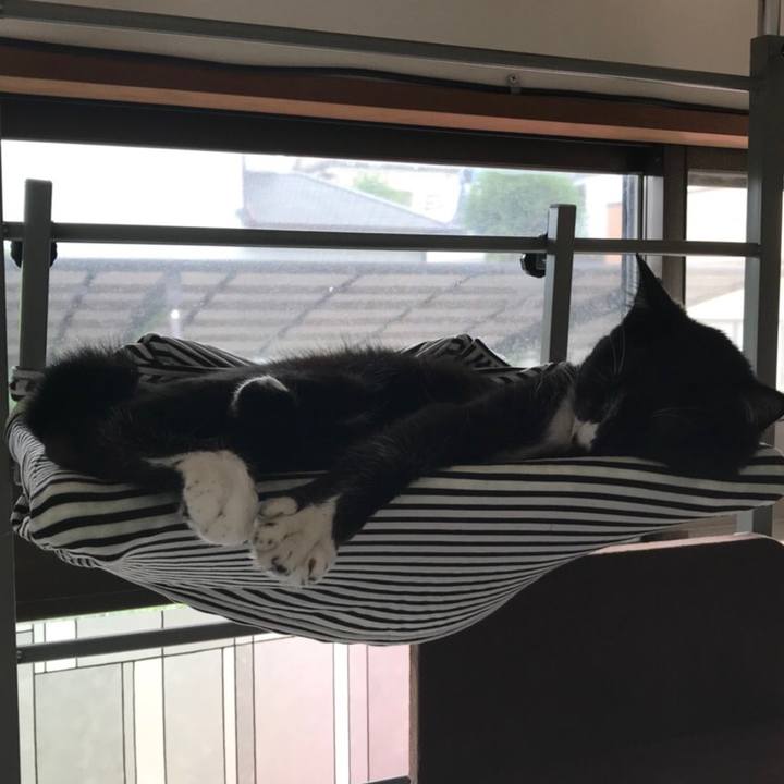 8582d4e8 1bc1 47c6 87a1 d04bb4eadeaa 1529466717953