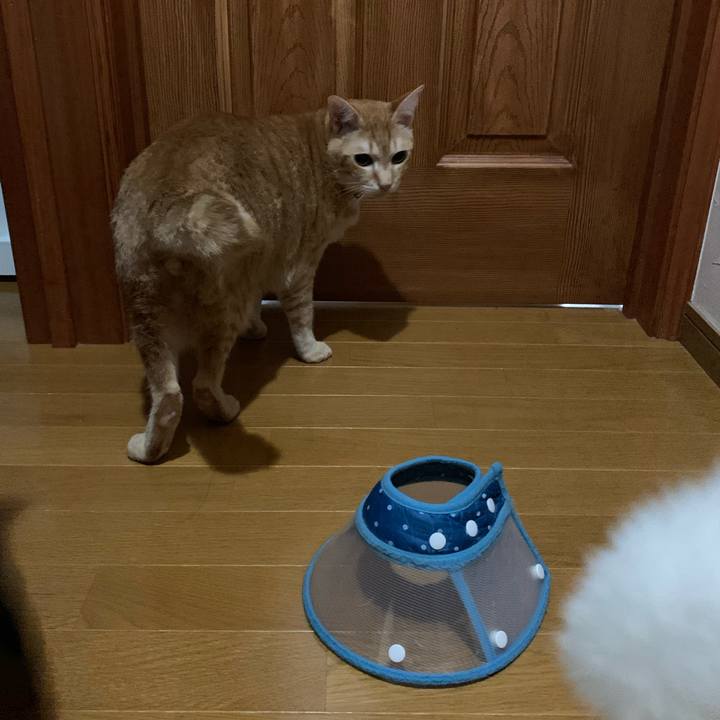 85831905 707d 438e 9308 0ca7011c8afc 1594034831189