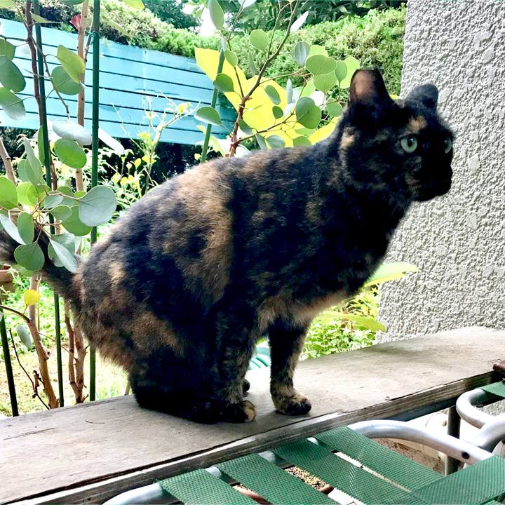 85862f3a be38 40cc a6de da621892893a 1533897861682