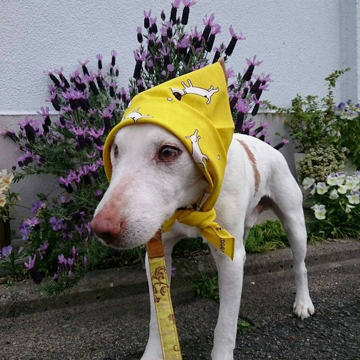 858dcd96 dadd 4cb3 957e 9e2b49e5badd 1619568905260