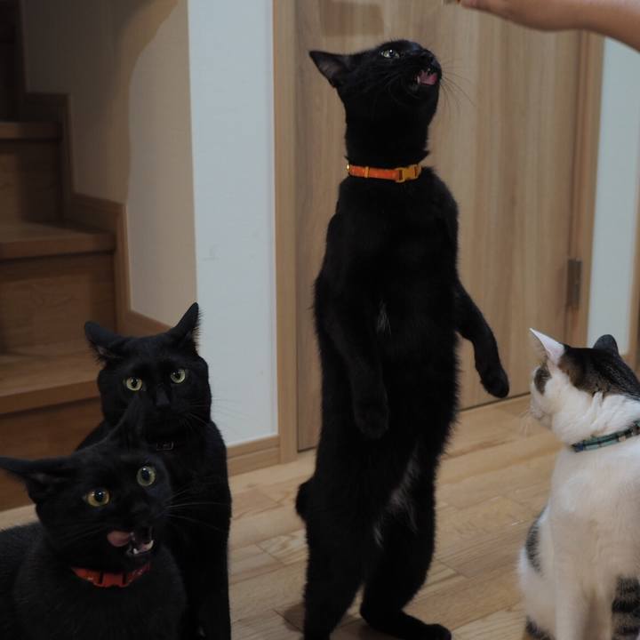 858df025 0f70 4d1d 9eb0 93967fc24136 1541858974431