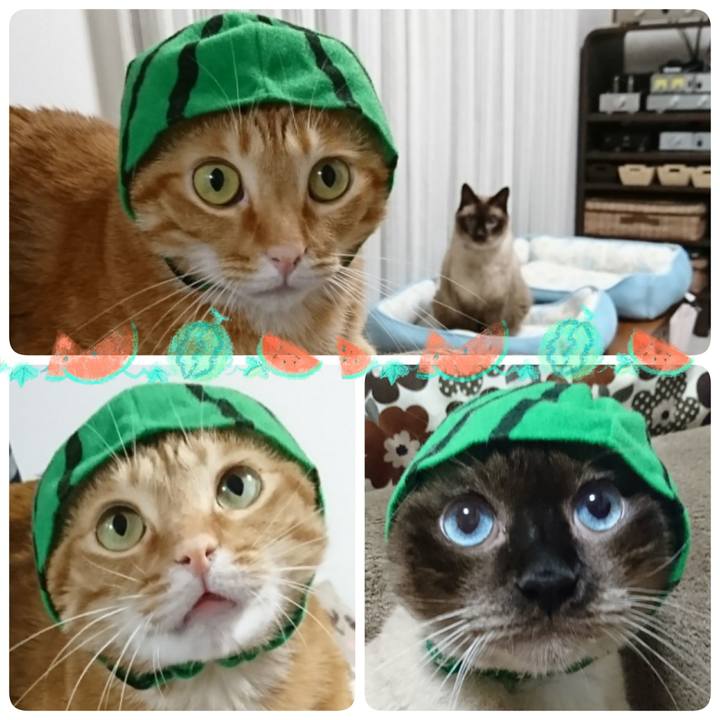 8591e509 60fc 4992 9081 750f86c5ec4d 1531488339656