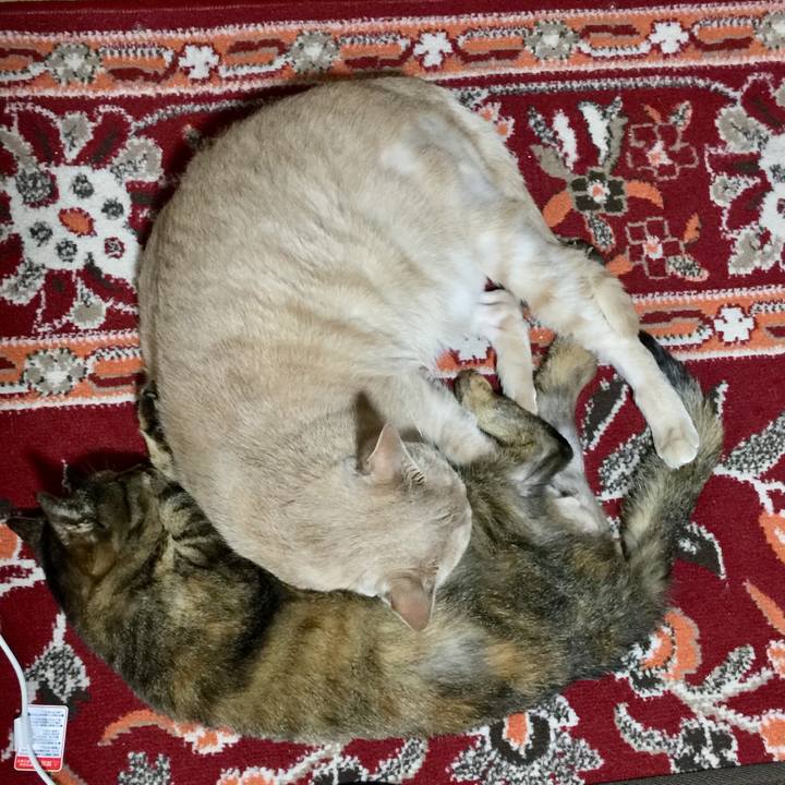 85941379 7aac 412a 8859 40401f3229d6 1580124410946