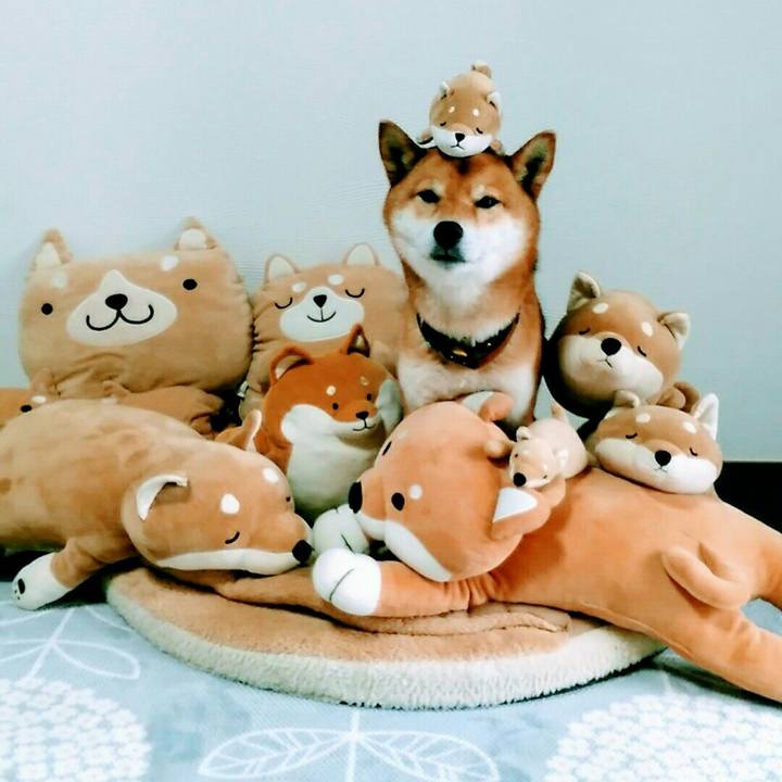 85968648 2e94 4b2d 93f5 241f3e8f68c8 1554687274558