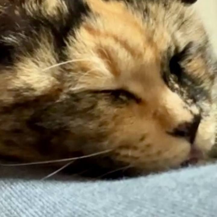 859d23cf 1183 4036 ba9e 730218c7621c 1730605881239