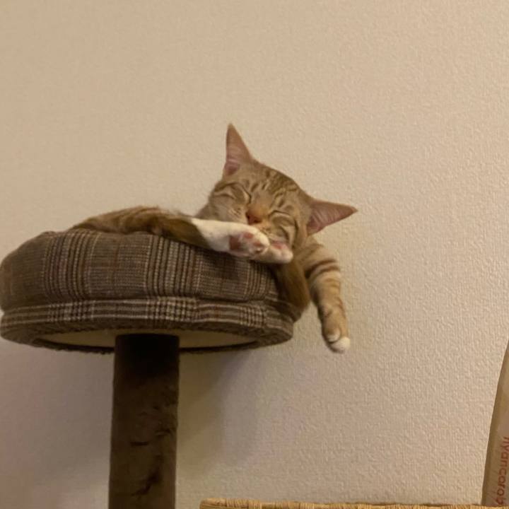 85a03eef c066 4c87 9f93 fdf4e77a4044 1609162681182