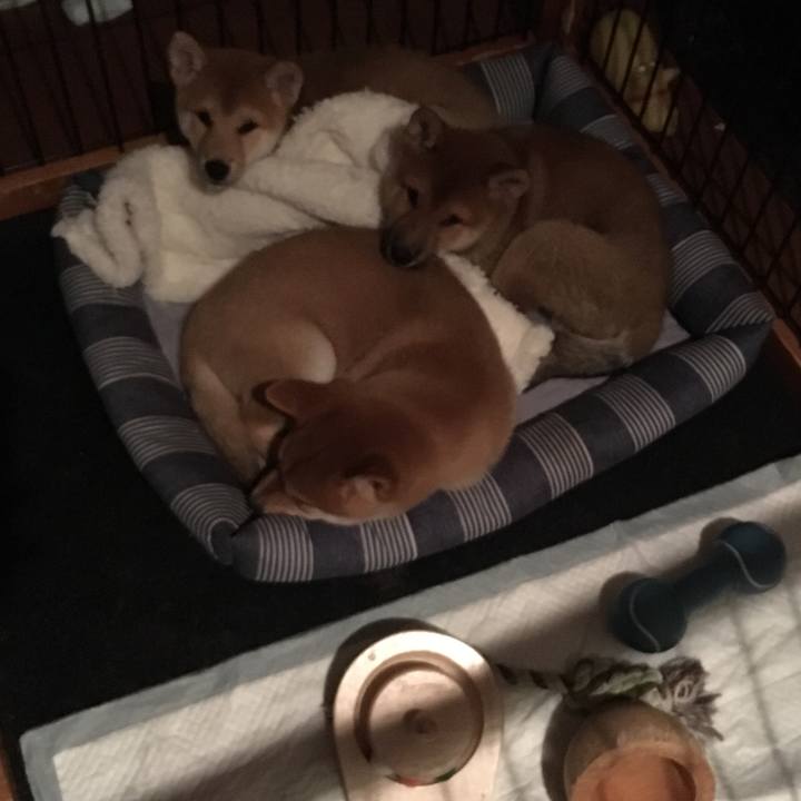 85a14f77 6f3d 469f 9398 738bf3a9bd06 1508278985454