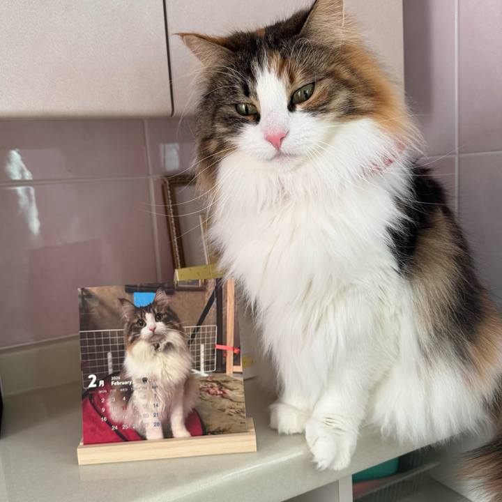 85a3771c 597b 45fd 98d6 6660f3b8625f 1769901184692