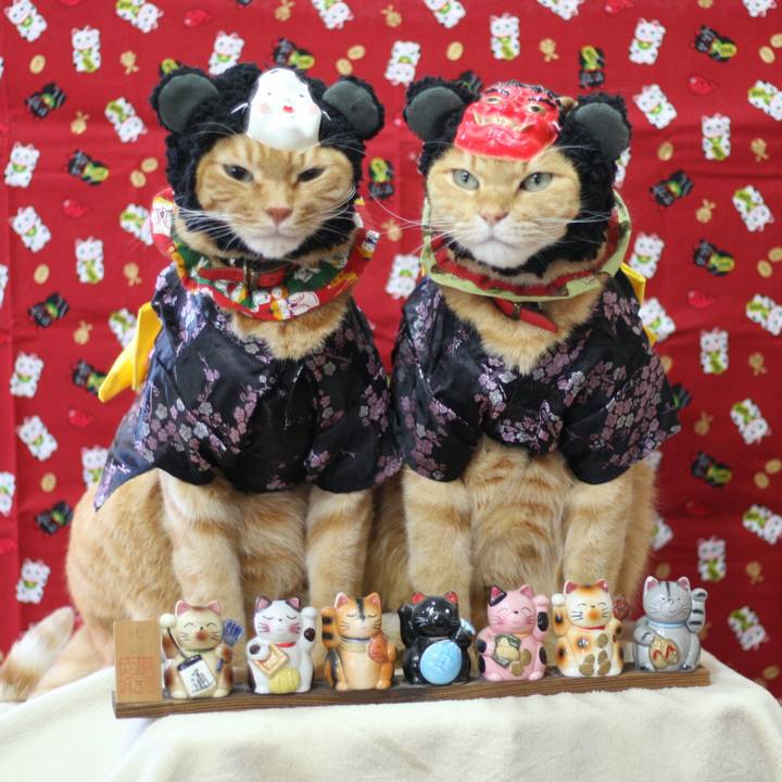 85a396a3 1d11 4eec b4f7 53ee69c1bd1f 1517644077439