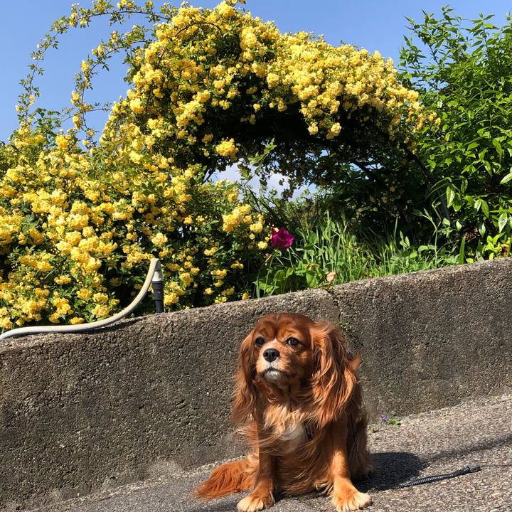 85a589d8 f46c 4e97 a091 b7e2aabbda5a 1618706507585