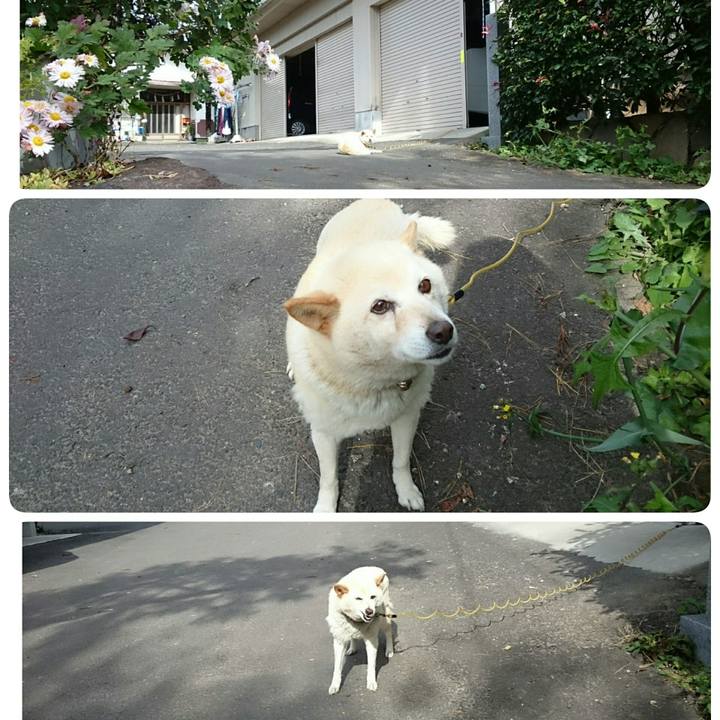 85a58ff6 16bb 41df 9f13 0996e9aeb7c2 1509503569918