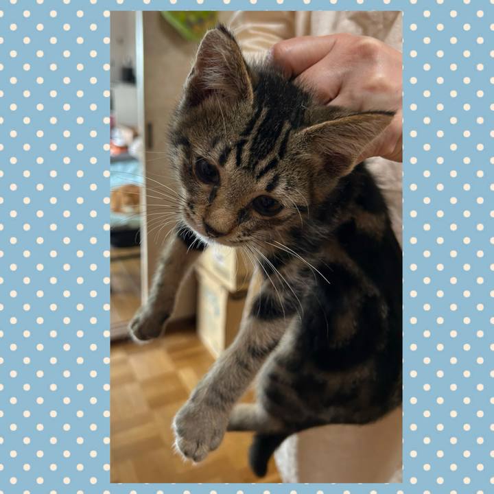 85a70d0a e69c 43b5 b656 28d041e2dace 1727491366498