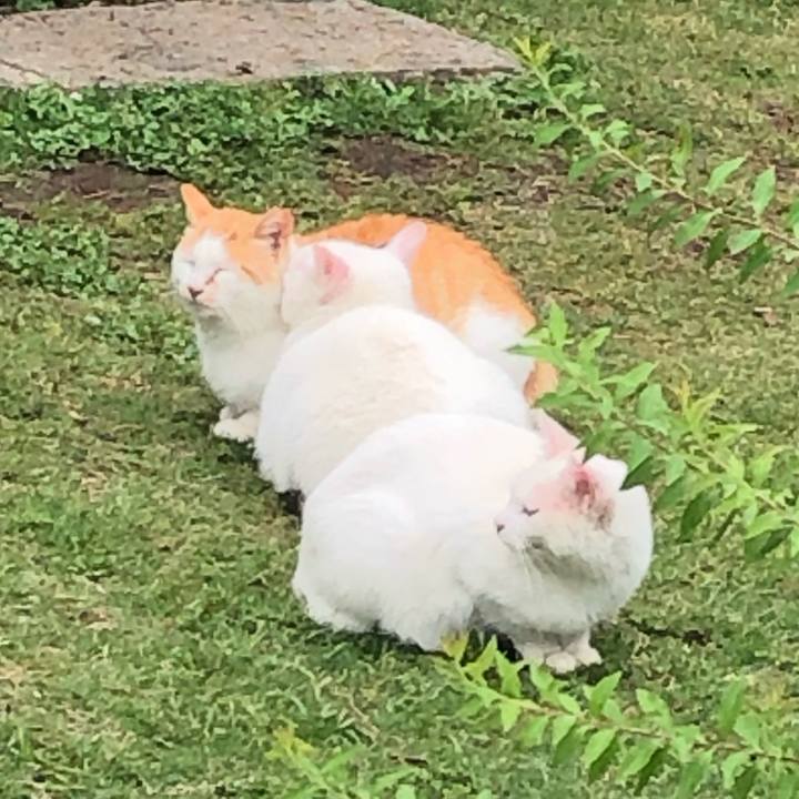 85a71b40 8a2a 4c41 8f23 b54e18c7d1c2 1560072082178