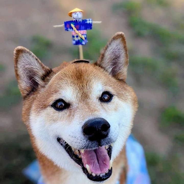 85a92be7 b47b 4603 a5b5 70f0c0b3c5ec 1755912513773