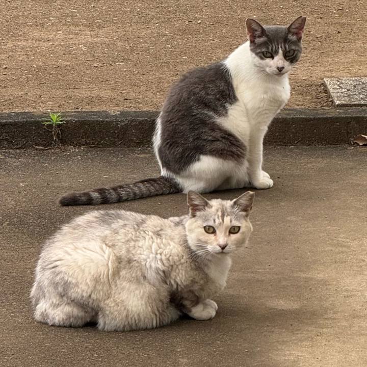 85a9b8a1 d130 4368 a88d ff4c4d692018 1751072713195