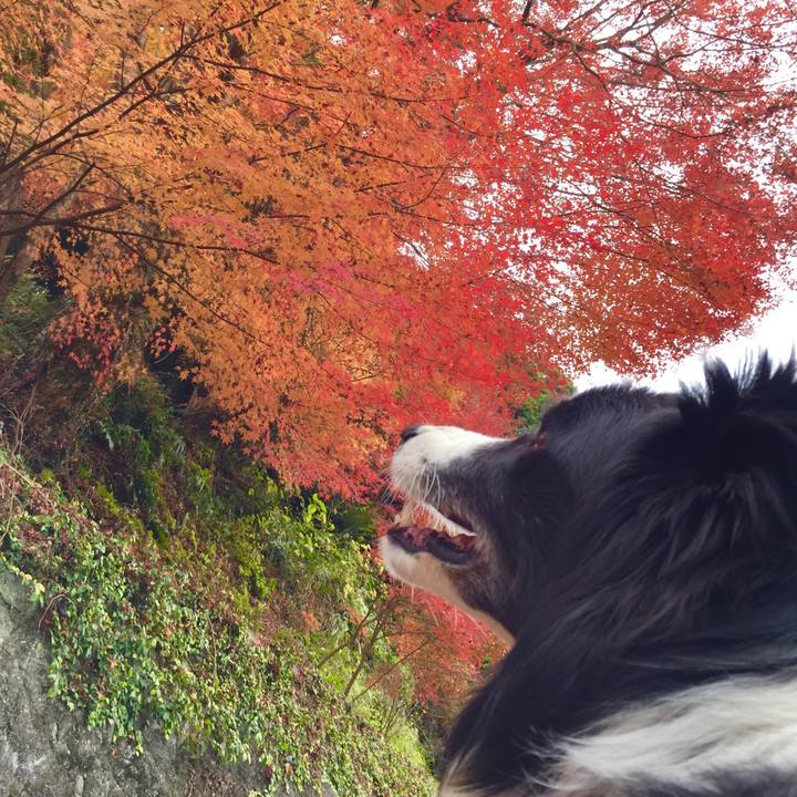 85aa9383 8468 4b16 ae62 60051dacaf6e 1543220989143