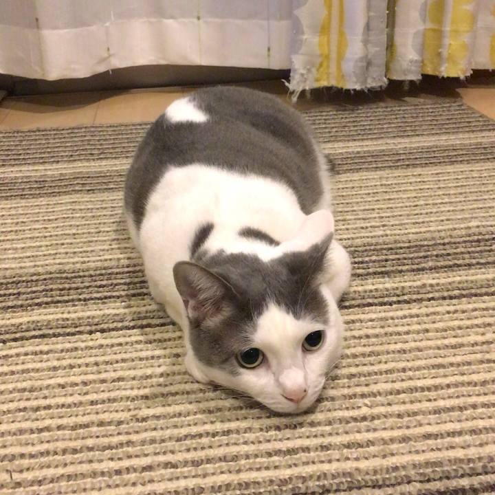 85ab50dd 3719 4b5f 86e1 cce9bae34089 1513411779481