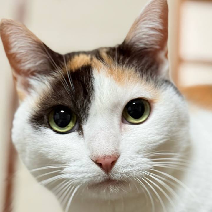 85b0a071 dbd0 449e ac5f cf5a305d6d7c 1765849549313