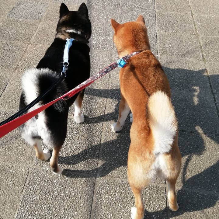 85b0b80e 4209 4197 b3d6 3b5165525c50 1586391325724